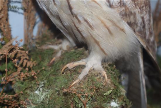 A cased taxidermic Eurasian eagle-owl